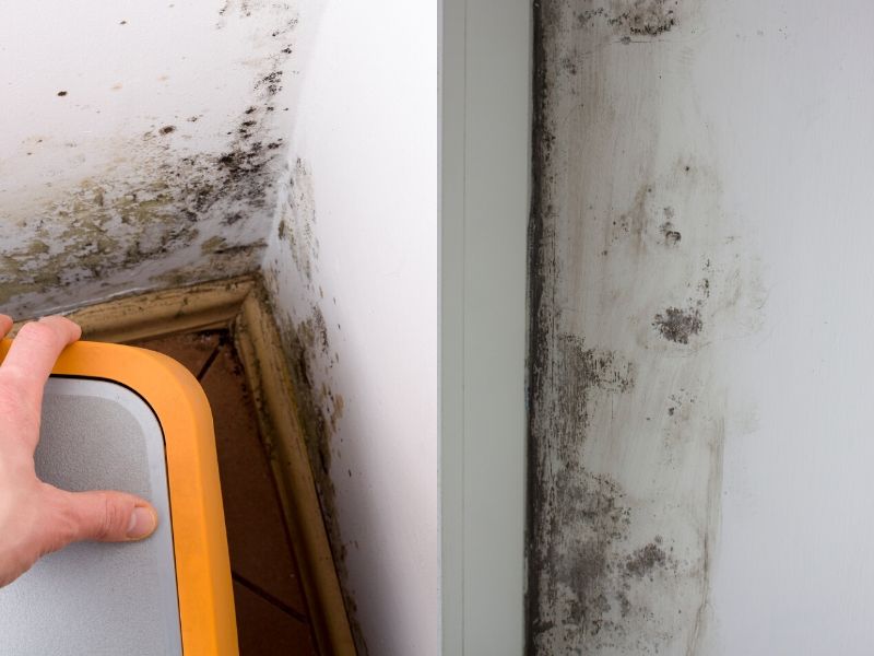mold growth and to the destruction of some building elements