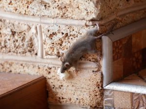 How To Inspect A Crawl Space? | Advantage Manufacturing